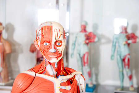 Human body, Anatomical mannequin, muscular and skeleton system, head and neckの写真素材