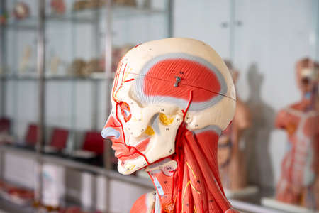 Human body, Anatomical mannequin, muscular and skeleton system, head and neckの写真素材