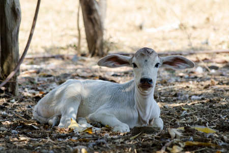 nelore cattle calf looking at the cameraの写真素材