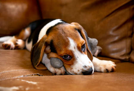 cute beagle puppy playing with plush mouse on the couchの写真素材