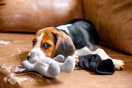 cute beagle puppy playing with plush mouse on the couchの写真素材