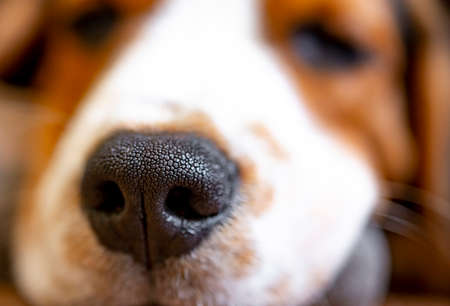 beagle puppy nose closeupの写真素材
