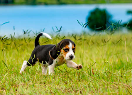 beagle puppy playing on green grass with lake in the background.の写真素材
