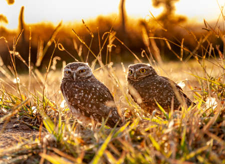 couple of burrowing owls at sunset in backlightの写真素材