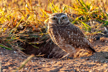 burrowing owl in front of own hole ( coruja buraqueira )の写真素材
