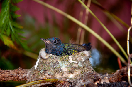 Blue-chinned Sapphire chick  (Chlorestes notata - beija-flor de garganta azul ) sitting in the nest.の写真素材