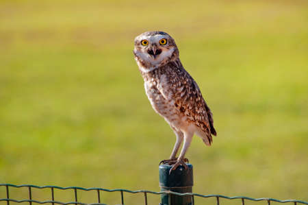 owls perched on fence of football field looking at camera, green defocused backgroundの写真素材