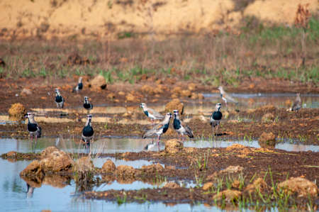 southern lapwing ( Vanells chilensis ) gathered by the pondの写真素材