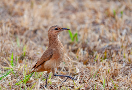 Rufous-bellied Thrush  ( sabiÃ¡-laranjeira )Turdus rufiventrisの写真素材