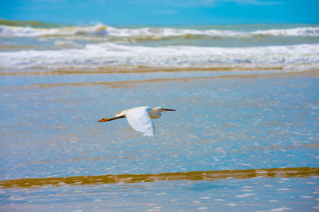 white heron egret in low flight over the beach