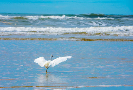 white heron egret landing spreading its wings over the shallow water of the seaの写真素材