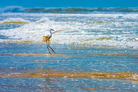 White heron egret perching on the water near the beachの写真素材