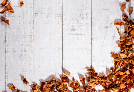 white wood background with dry leaves of copper color, free space for text, top view, copy space.の写真素材