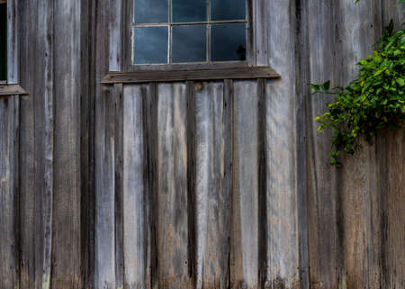 Aged rustic wooden background texture in natual color, no paint with older window and plantの写真素材