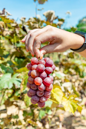 Woman hand holding a bunch of red grapes on vineyard background.の写真素材