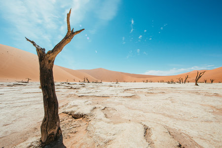 Sossusvlei area with dead tree red orange sand and with ground. orange and teal scene in Namib desert.の写真素材