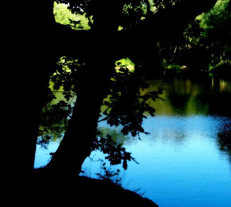 Lake and forest in summerの写真素材