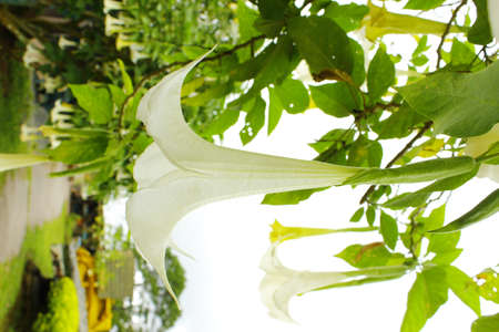 Flowerの写真素材