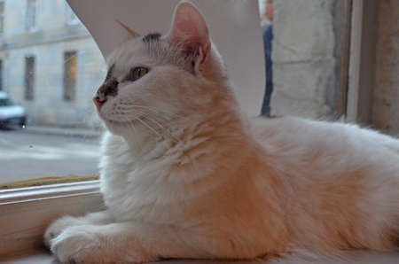 white cat with black spot/patch on the nose 3の写真素材