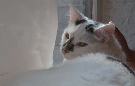 white cat with black spot/patch on the nose 2