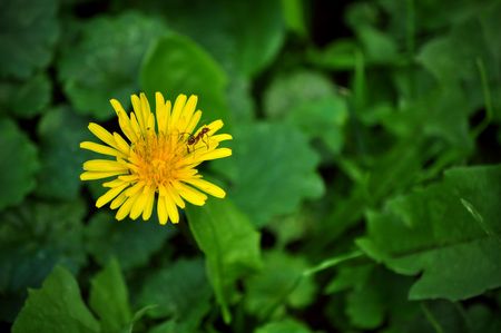 A yellow flower and an ant の写真素材