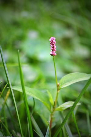 A single bud on a on a green herb field background.の写真素材