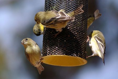 a group of small birds on the feeder
