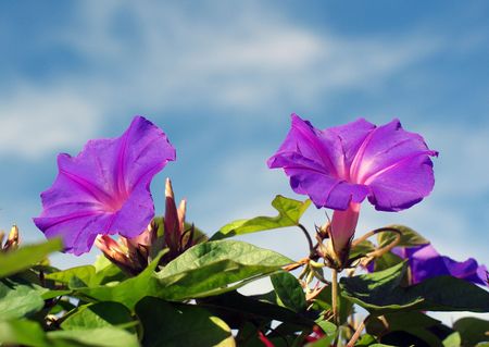 purple flowers on the green fenceの写真素材