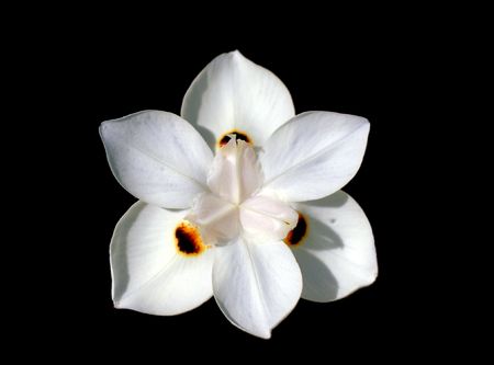 isolated daylily flowerの写真素材