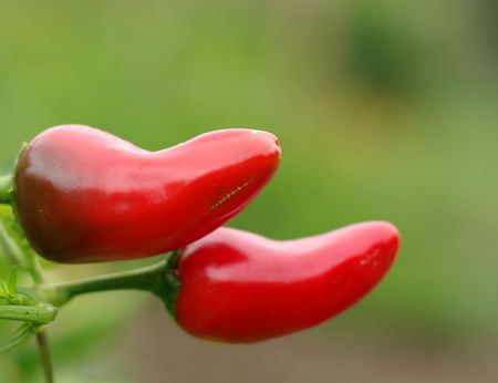 a pair of bright red peppersの写真素材