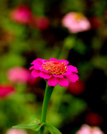 beautiful pink flowers