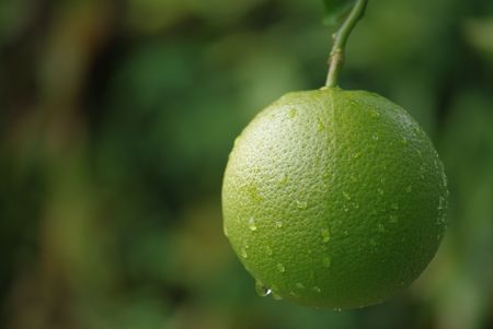 green orangeの写真素材