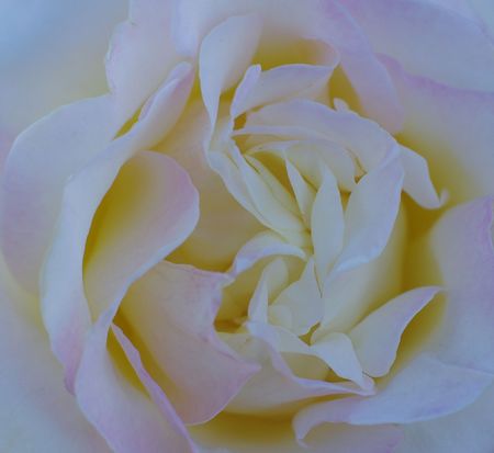 rose flower macroの写真素材