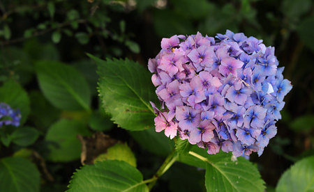 Beautiful blue Hydrangea flower with green leaves.