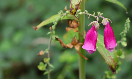Campanula meadow flowers, wild growing plants, pink variety.