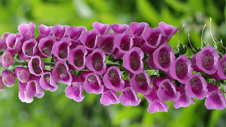 Southern Marsh Orchids purple flowers, meadow plant on green background.
