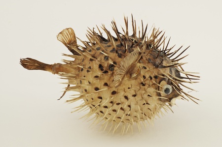 Blow fishの写真素材