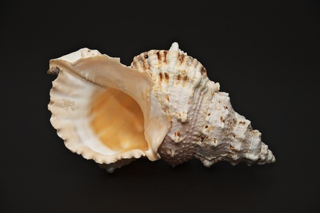 muschel