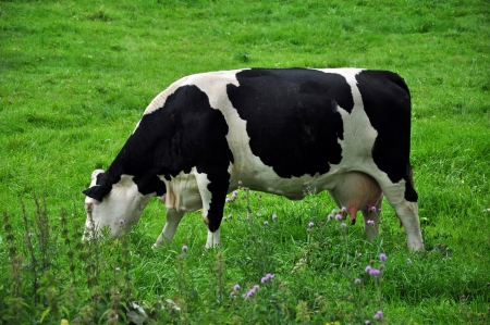 Cows on the meadowの写真素材