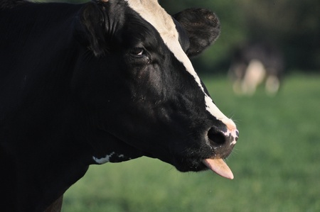 Cow tongueの写真素材