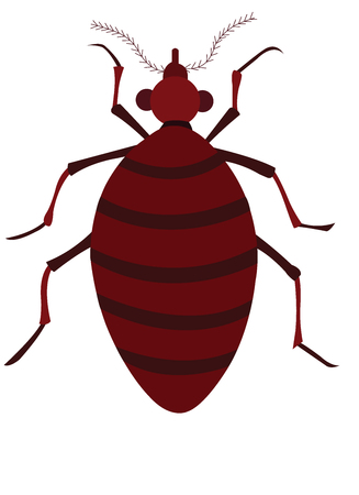 a bedbug with belly full of bloodのイラスト素材