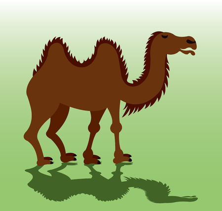 A Bactrian Camel eager to carry luggage,のイラスト素材