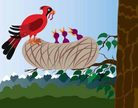 A red Cardinal Bird delivering food to its chics,のイラスト素材