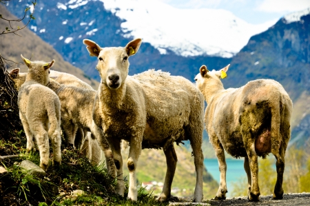 Sheeps 