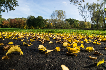 Fallen leaves in autumnの写真素材