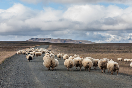Kjolur Highland Road, The road begins in the south of Iceland near Haukadalur and behind the Gullfoss waterfall, ending in the north near Blndus. The road traverses the interior between two glaciers, Langjkull and Hofsjkull. It is the second longest of thの写真素材