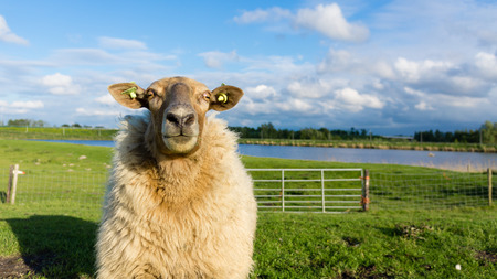 Walking in Holland, great to do and it gets you in the most beautiful placesの写真素材