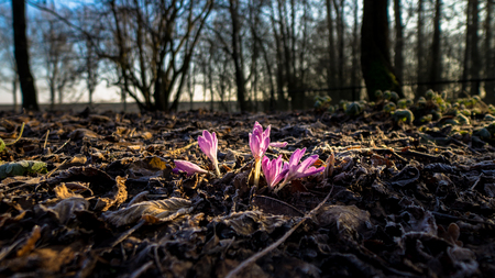 Crocus flowering in mid winter with temperatures below zero, that's a nice find.の写真素材