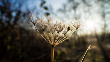 Frozen vegetation in a nearby forest, illuminated with some early morning sunshine.の写真素材