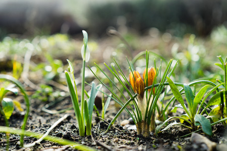 Snowdrops  and crocusses in the middle of winter, first sings of the approaching springの写真素材